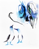 couple de fous à pattes bleues - Petits formats